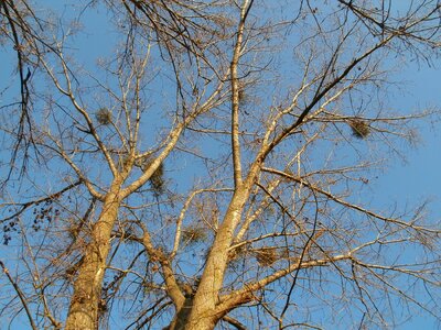 Canadensis poplar branches