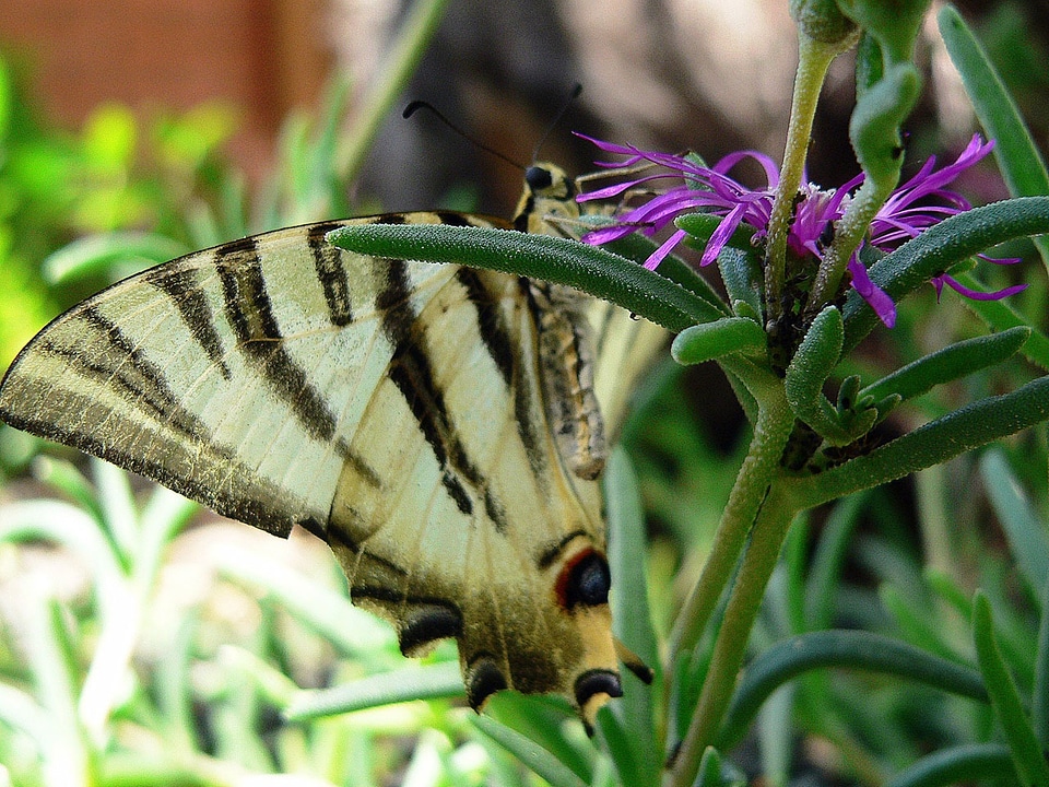 Resting fauna flower