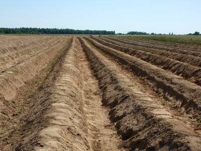 Vegetable agriculture organic