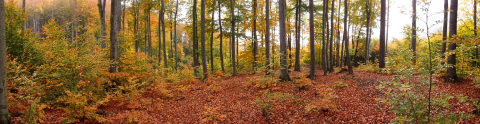 Nature trees landscape photo