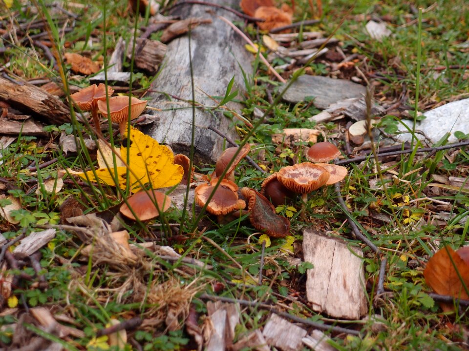 Autumn fungus boletus
