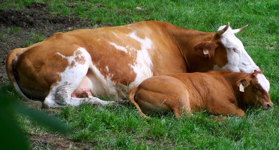 Brown and white cow borjával cattle motherly love