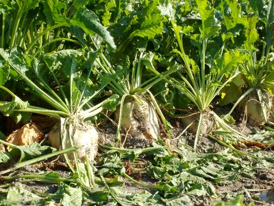 Crop field nature photo