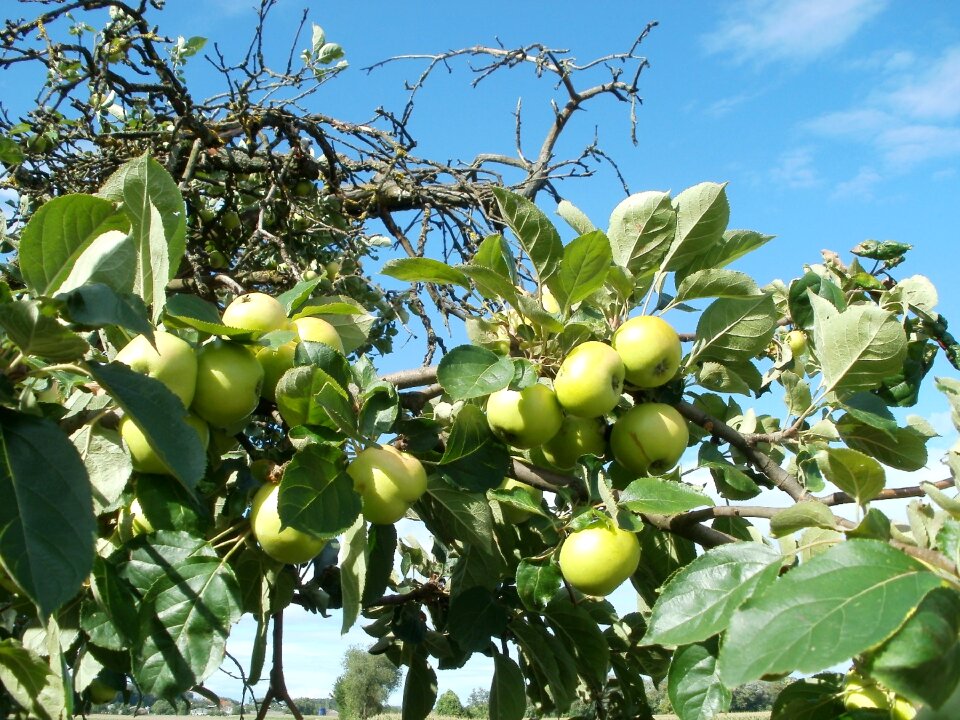 Nature green fruit