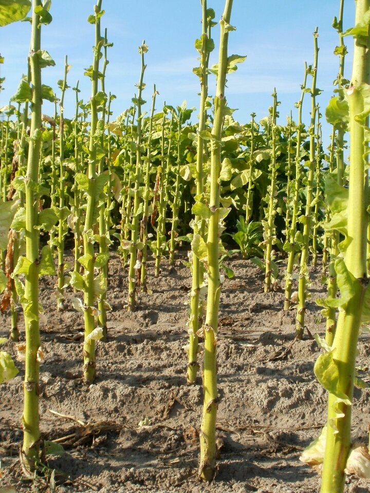 Harvested agriculture nature
