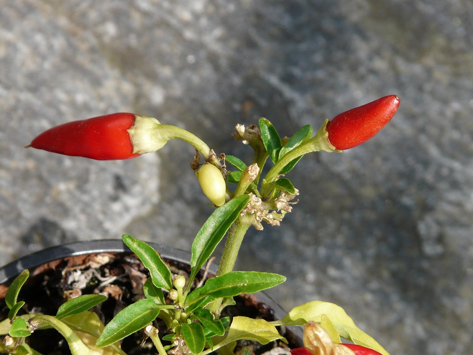 Sharp paprika capsicum