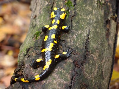The salamander salamander salamandra salamandra