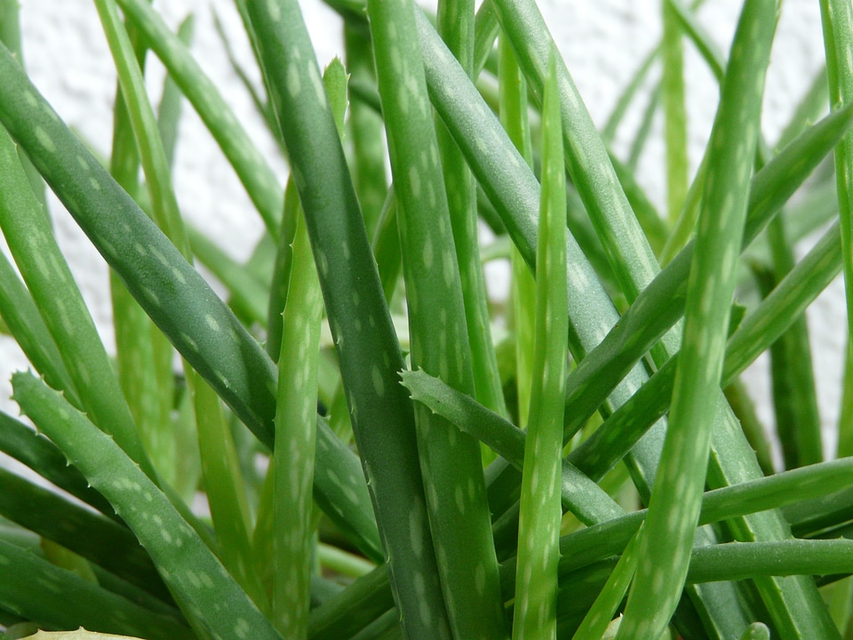 Flora plant asphodelus under glass