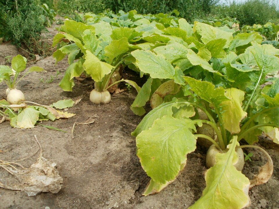 Agriculture rural plant