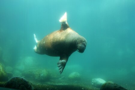 Walrus zoo hamburg