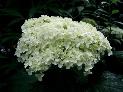 White hydrangea flower garden summer flower