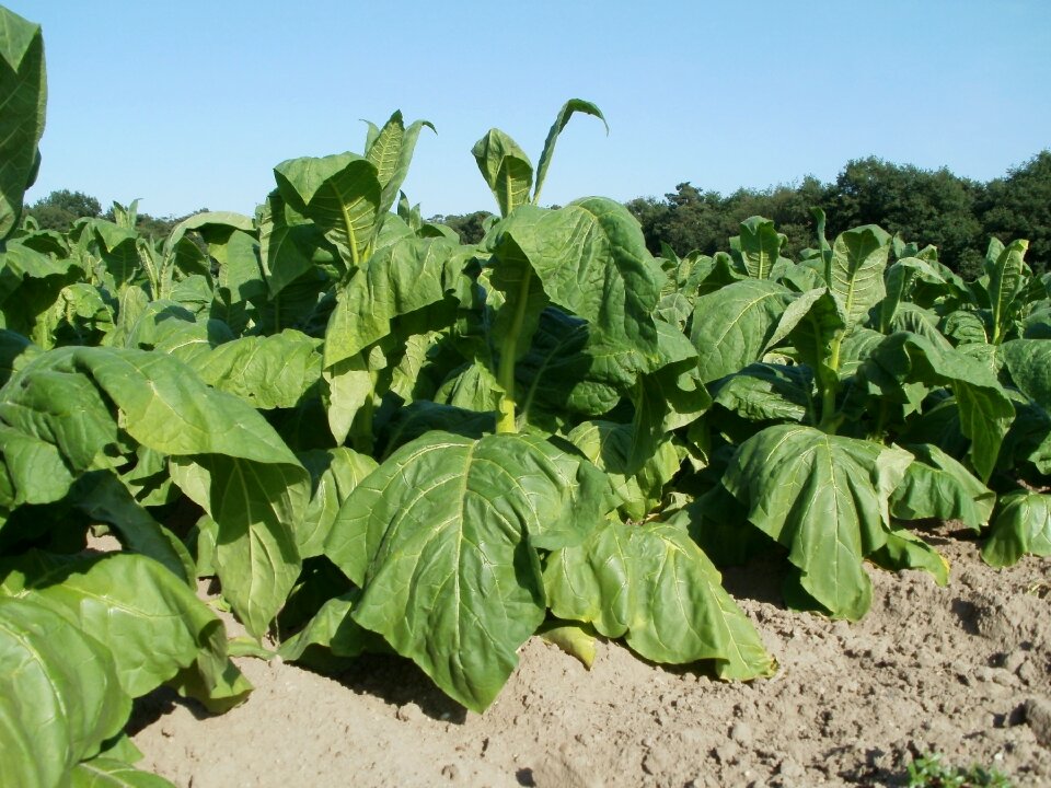 Agriculture farm plant