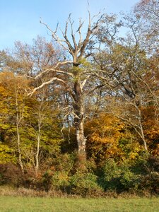 Forest wood oak photo