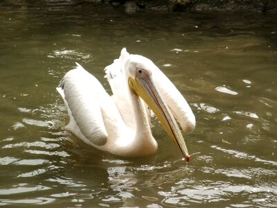 Animal bill water bird photo