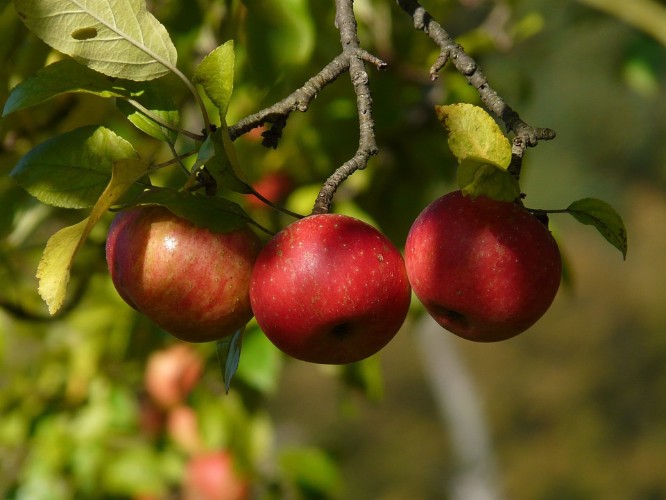 Apple tree harvest autumn