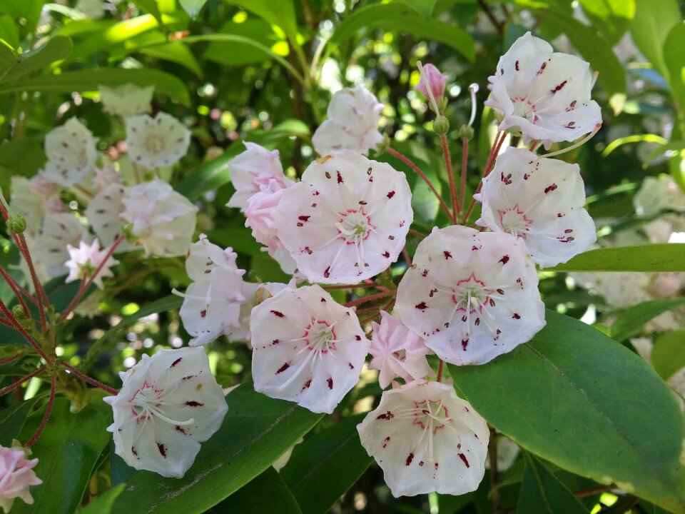 Nature summer bloom