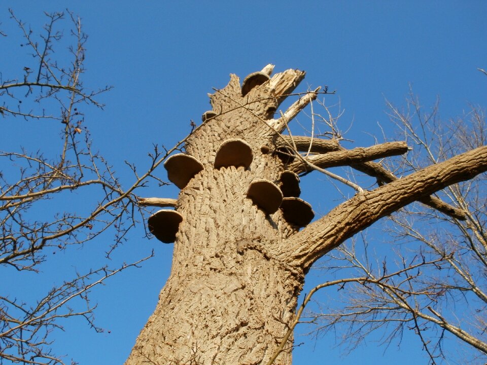 Canadensis poplar branches