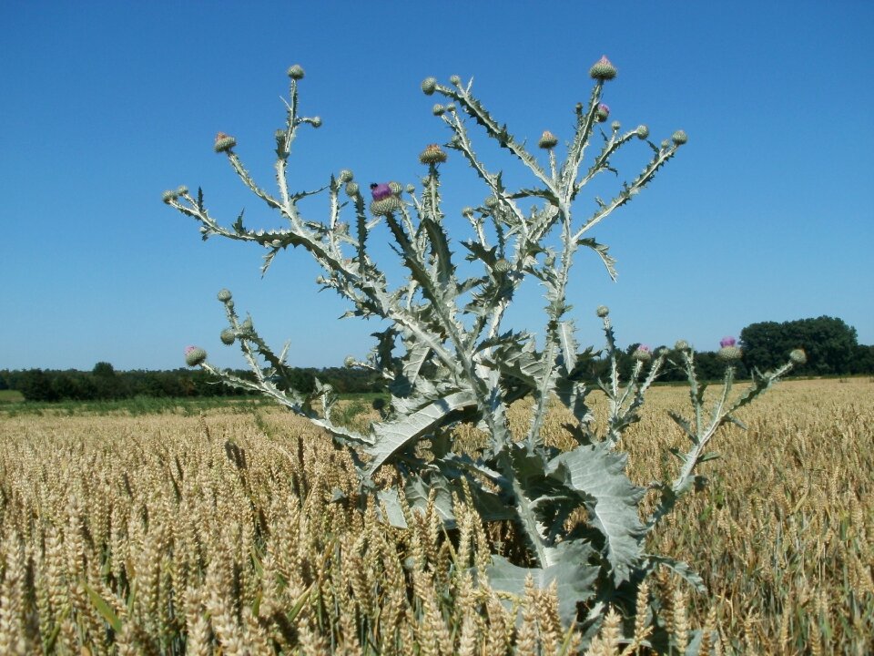Flower nature wheat