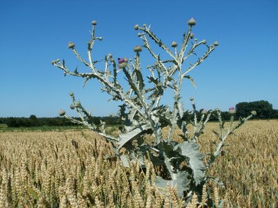 Flower nature wheat