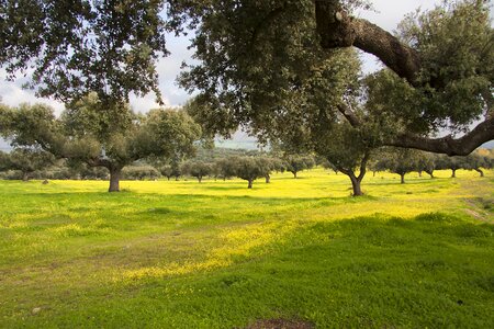 Dehesa encina alentejo photo