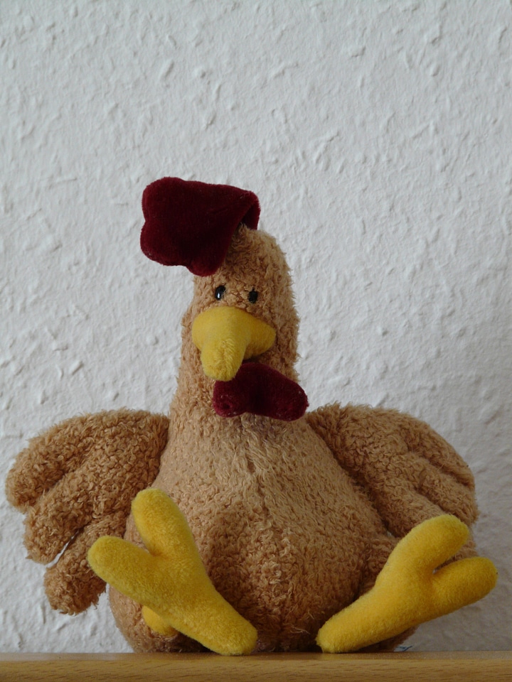 Funny poultry feet
