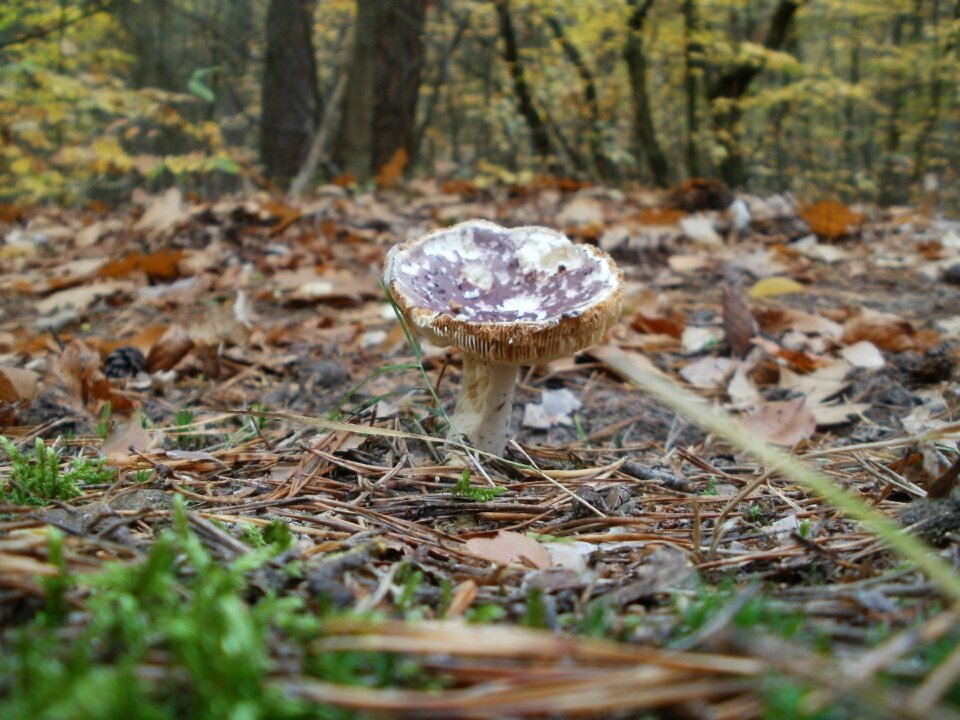 Nature food fungus photo