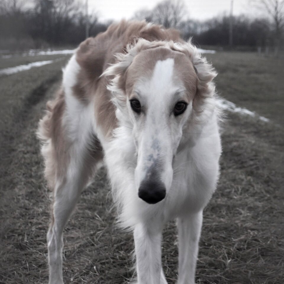 Barzoi dog hound