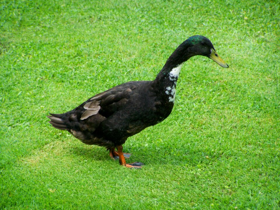 Indian runner ducks black and white duck home fowl photo