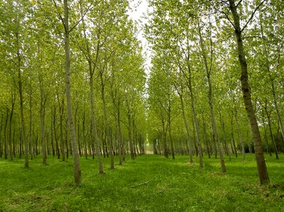 Trees green nature