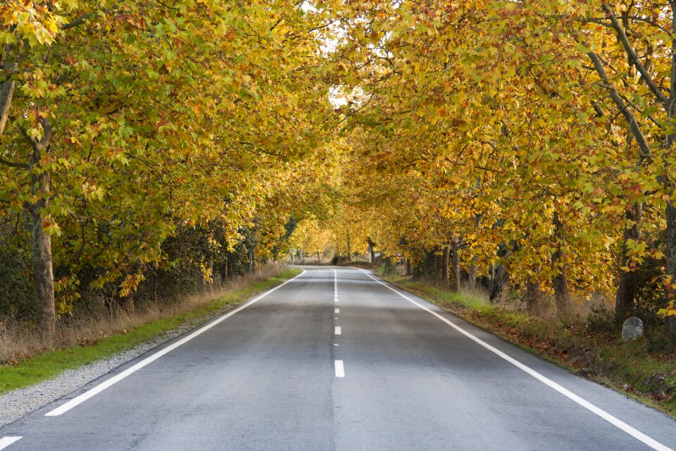 Trees lead portugal