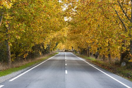 Trees lead portugal