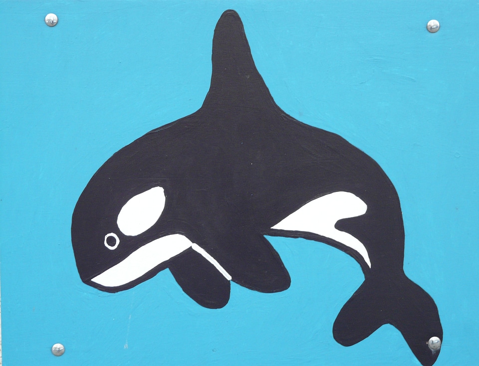 Dolphin delphinidae orca