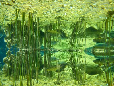 Symmetry underwater freshwater fish photo