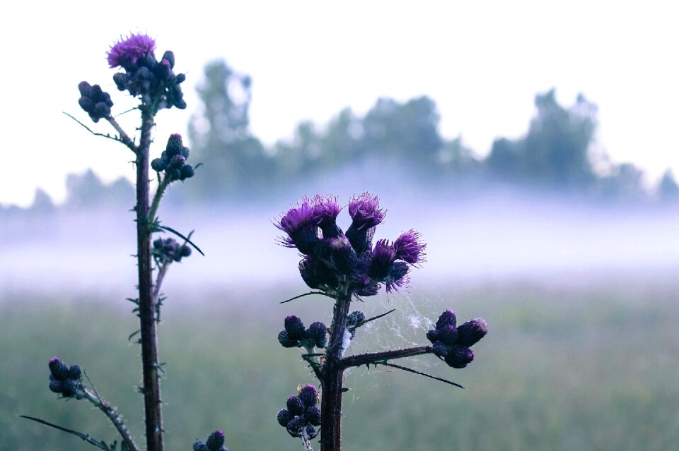 Plant field landscape