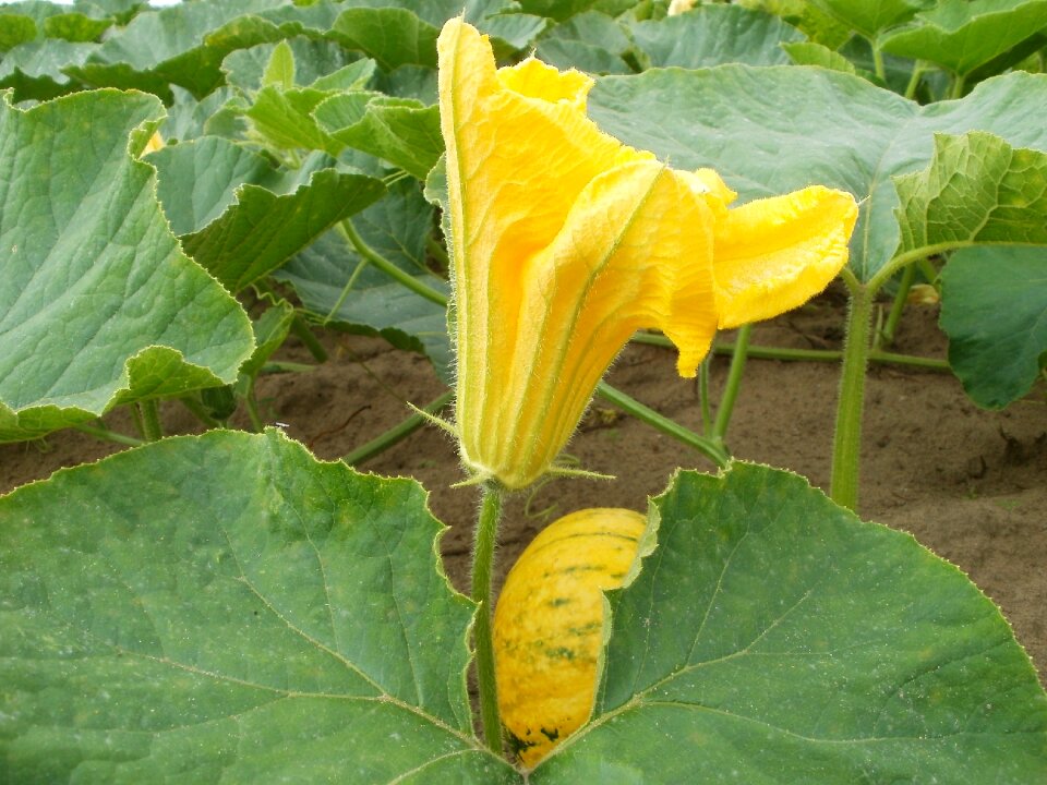Vegetable harvest season