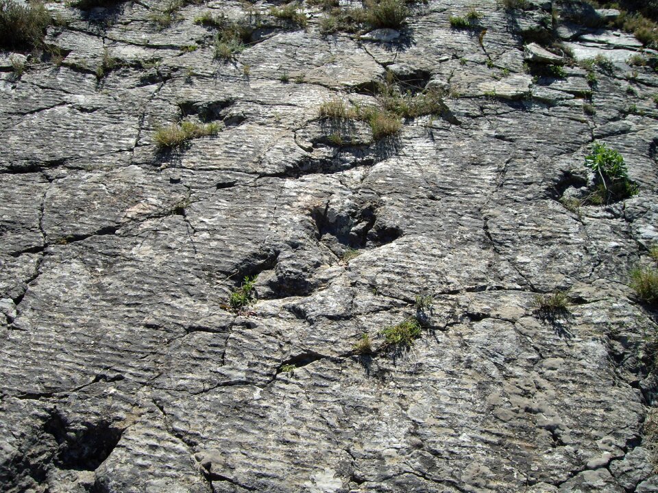 Dinosaurs legs footprints