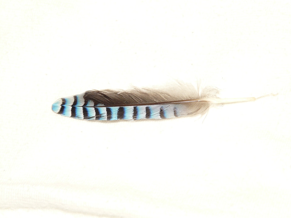 Jay striped slightly