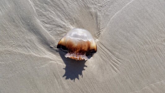 Beach florida photo