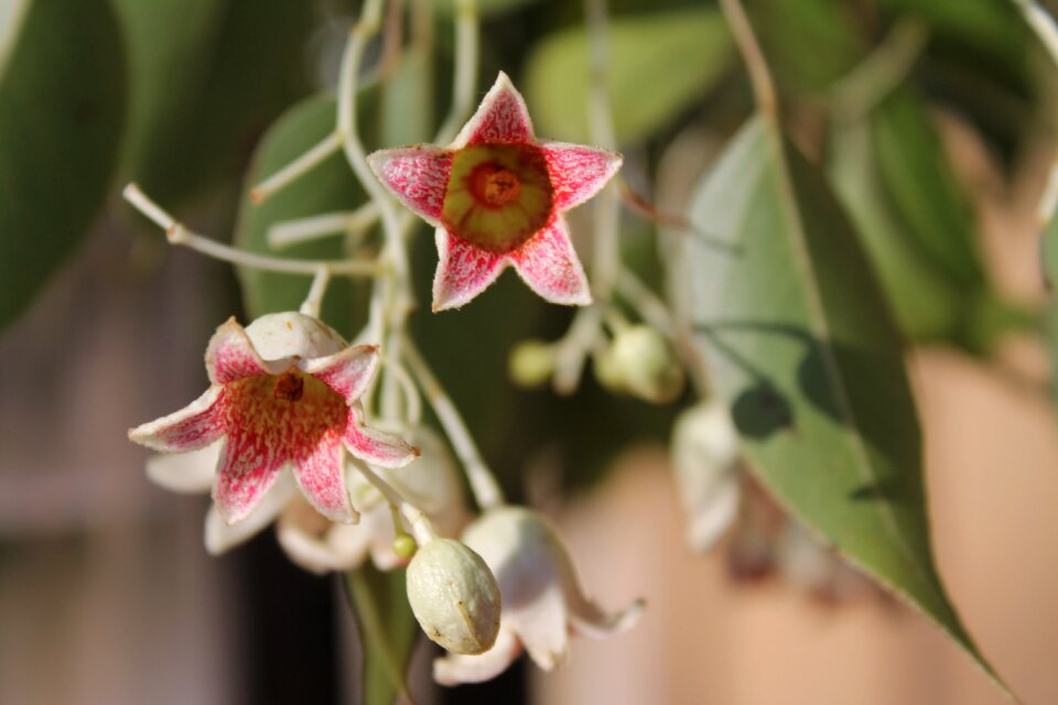 Bottle tree bell flowers