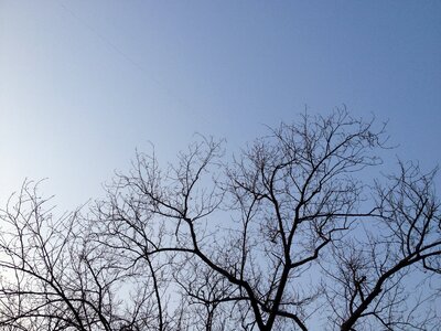 Branch winter silhouette