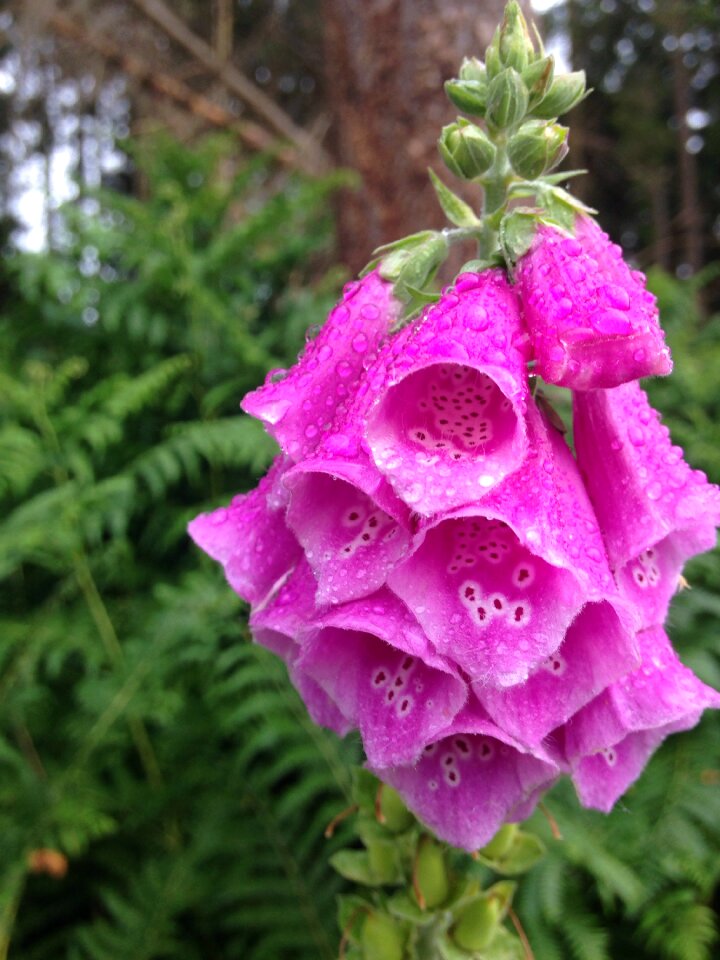 Water plant nature