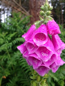 Water plant nature