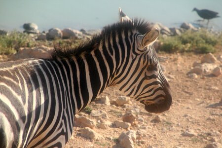 Africa safari black photo