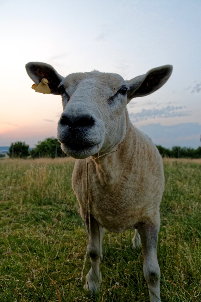Pasture grass wool