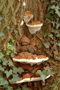 Trunk mushroom nature photo