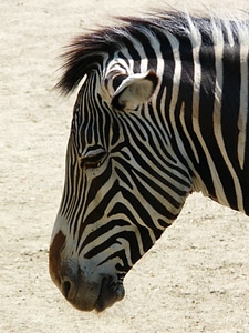 Animal africa steppe