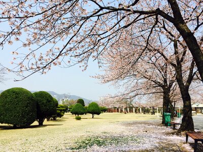 Horse racing park cherry blossom break