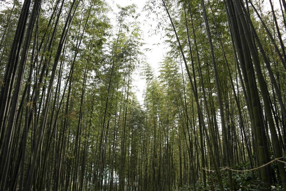 Bamboo bamboo green damyang