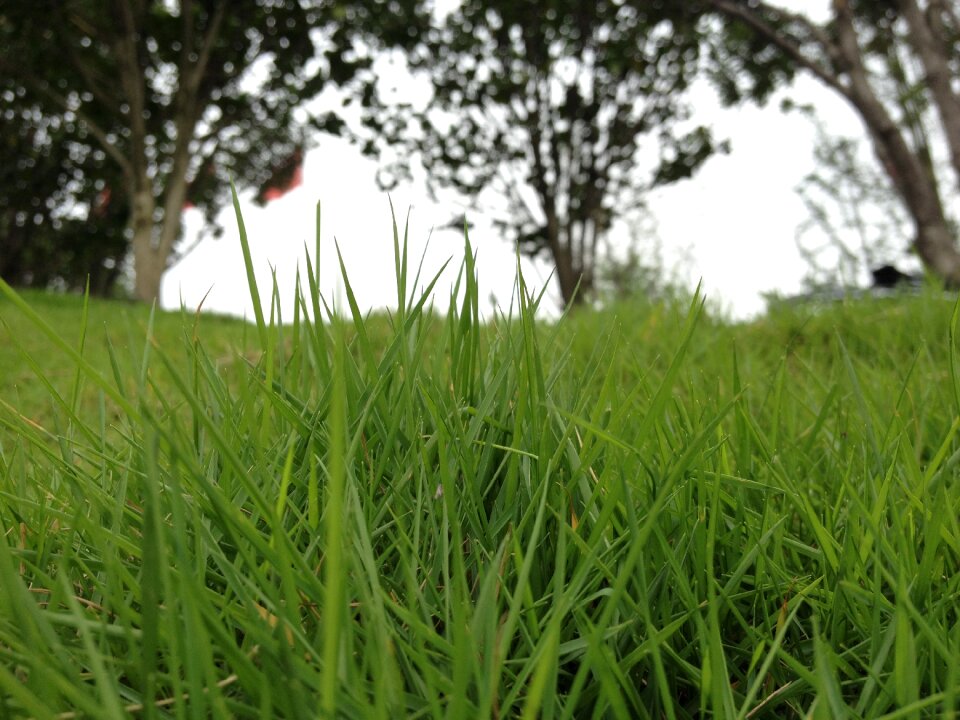 Grassland riverside green