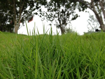 Grassland riverside green